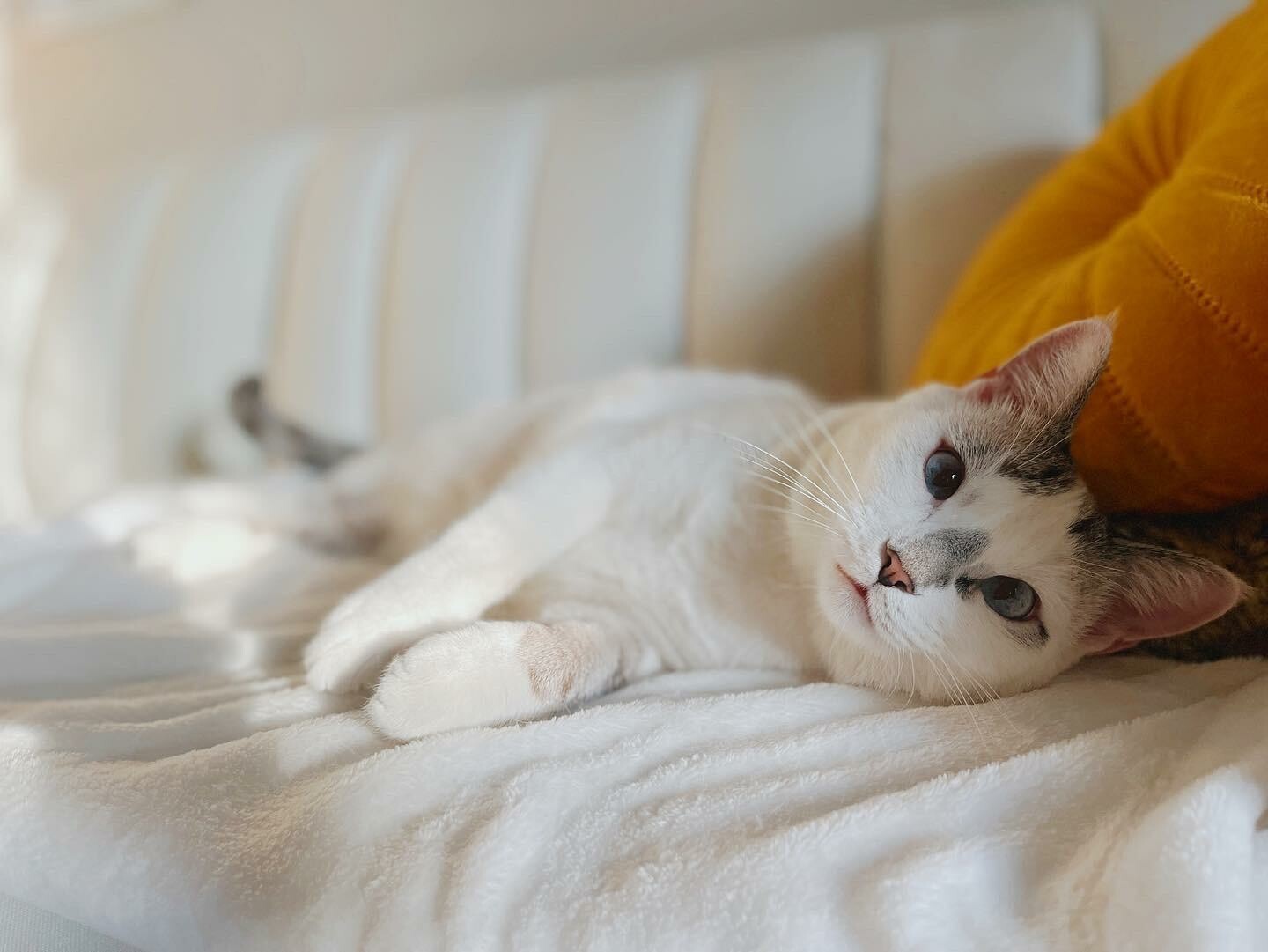 Picture of a white cat laying on a white couch