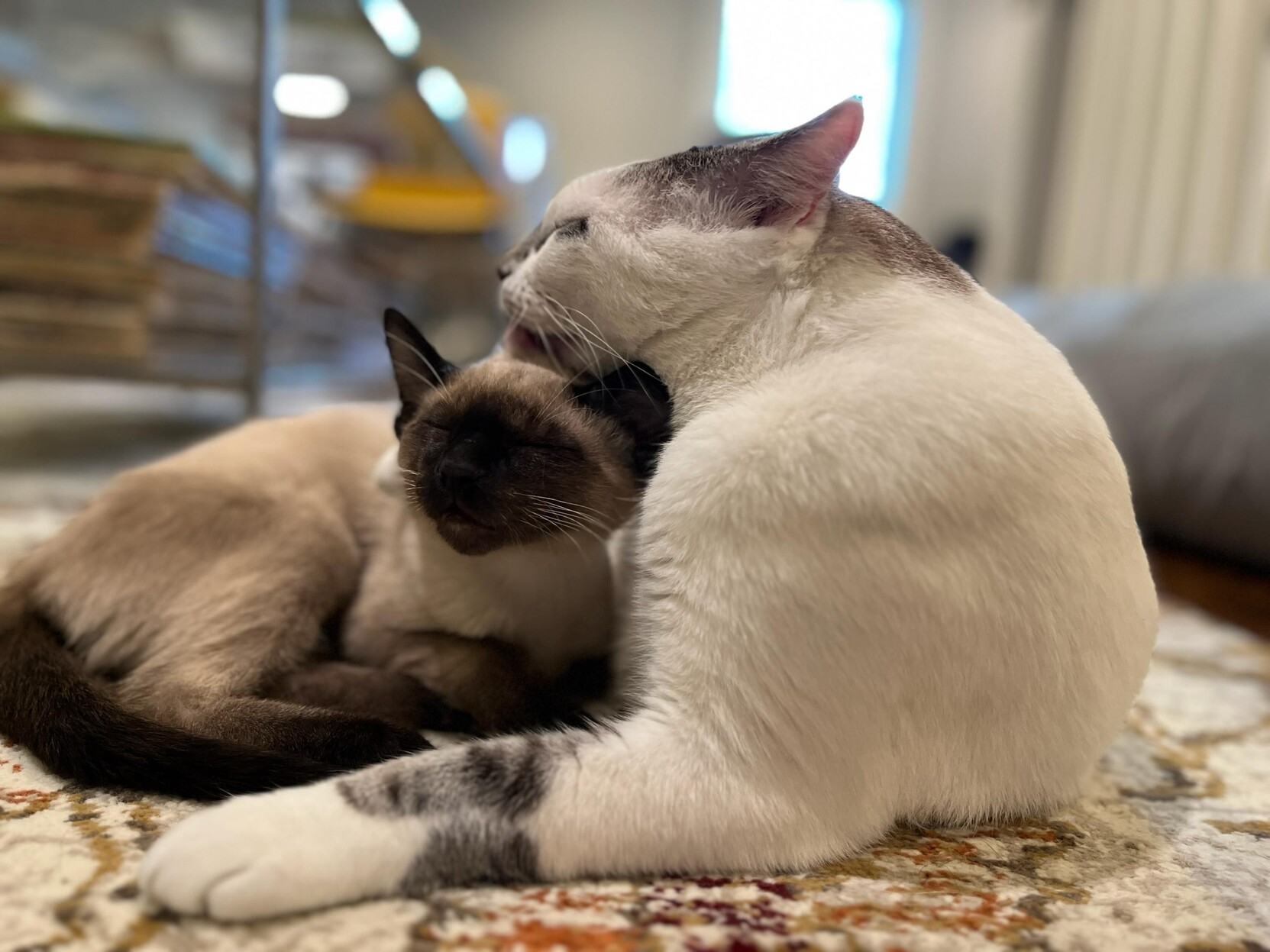 A white cat licking the head of a Siamese kitten.