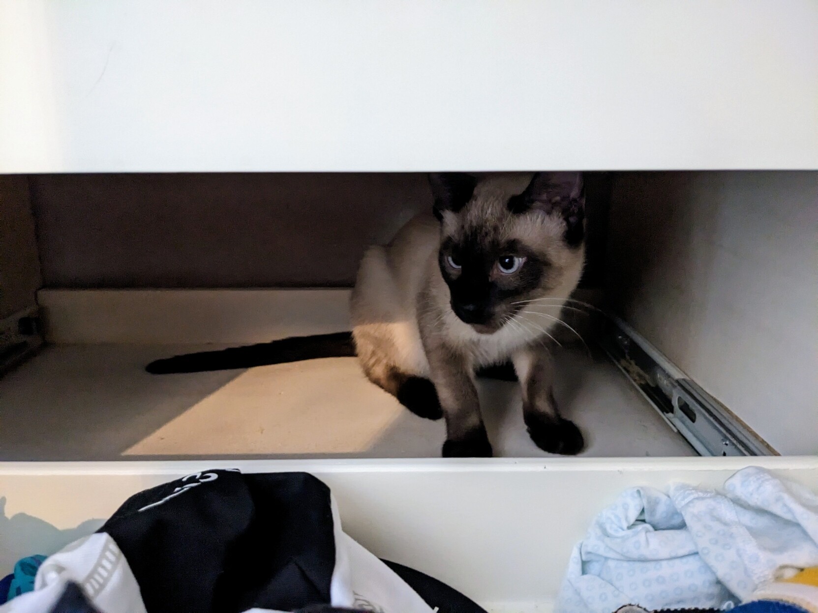 A Siamese kitten in a drawer