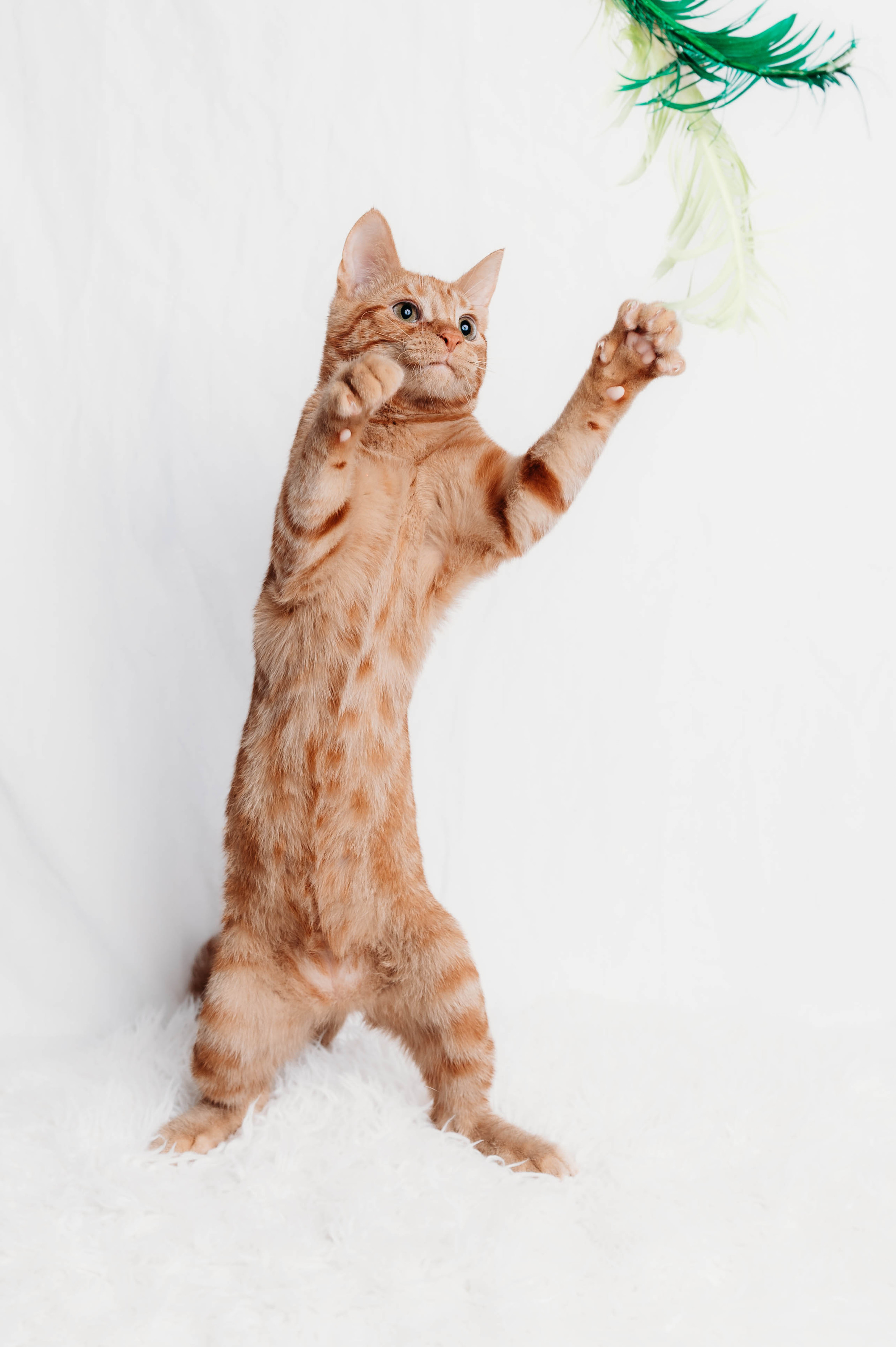 An orange cat standing on its hind legs reaching for a feather toy