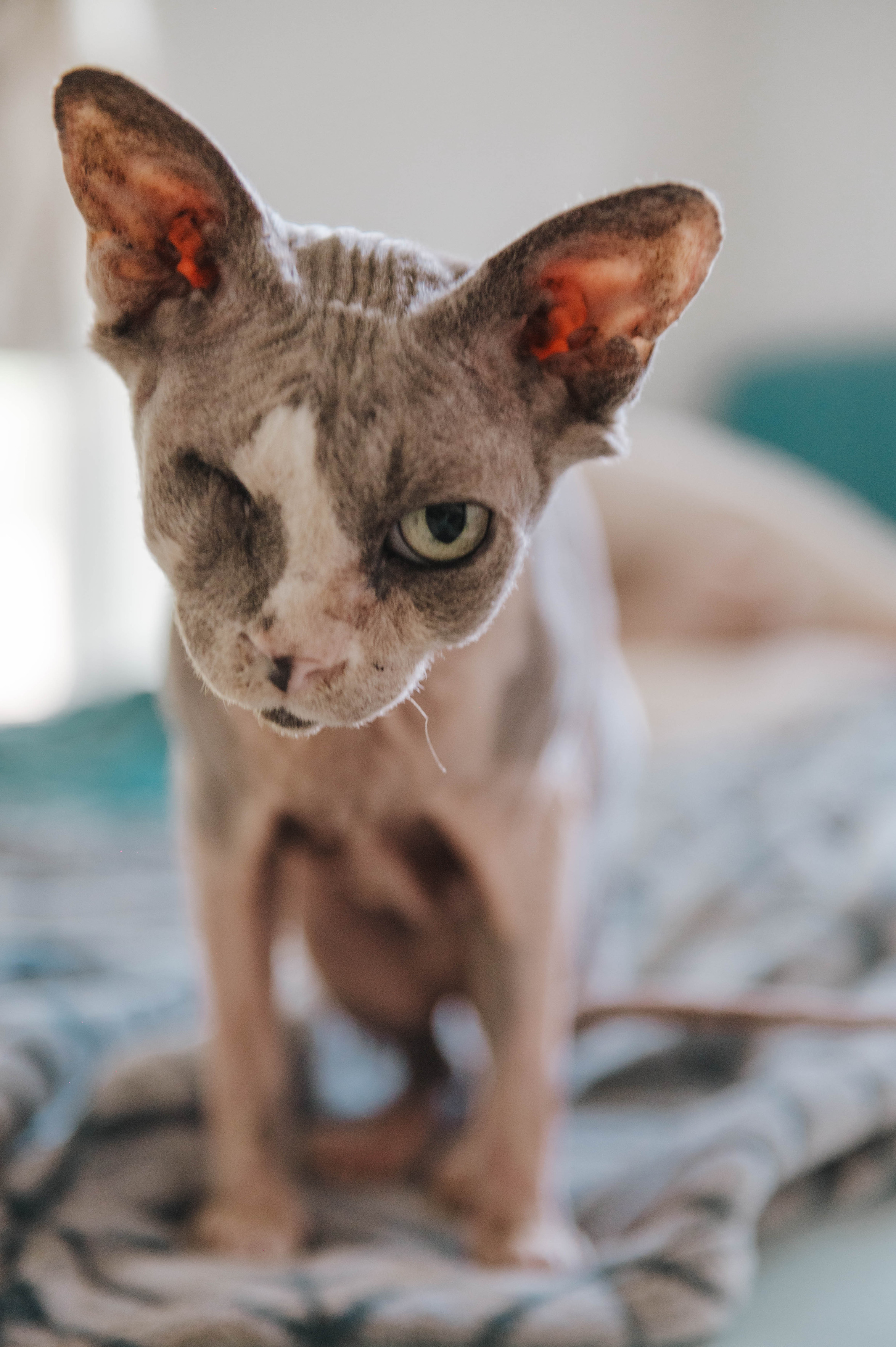 A Sphynx cat with one eye looking into the camera
