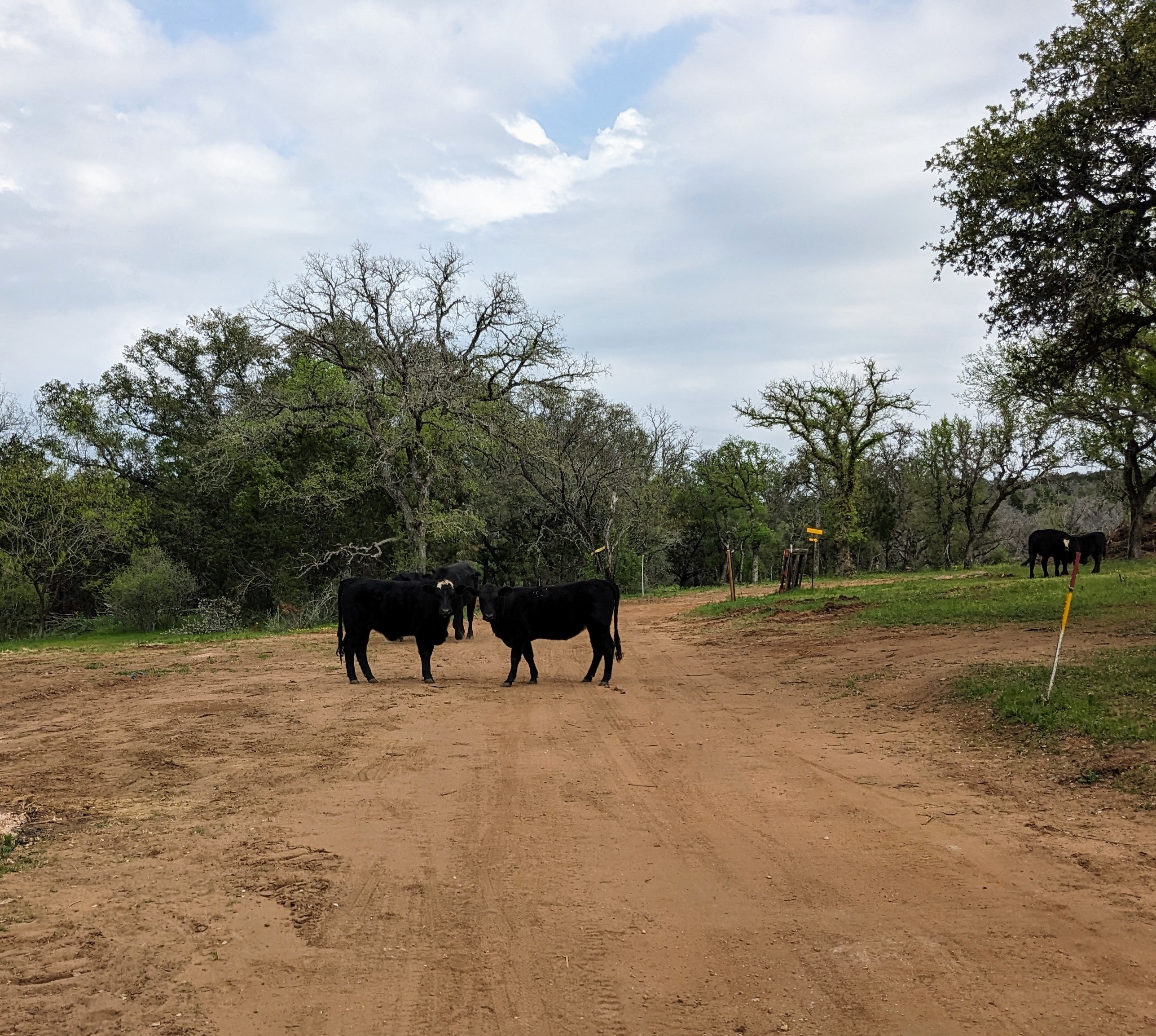 Two black cows standing on a dirt road