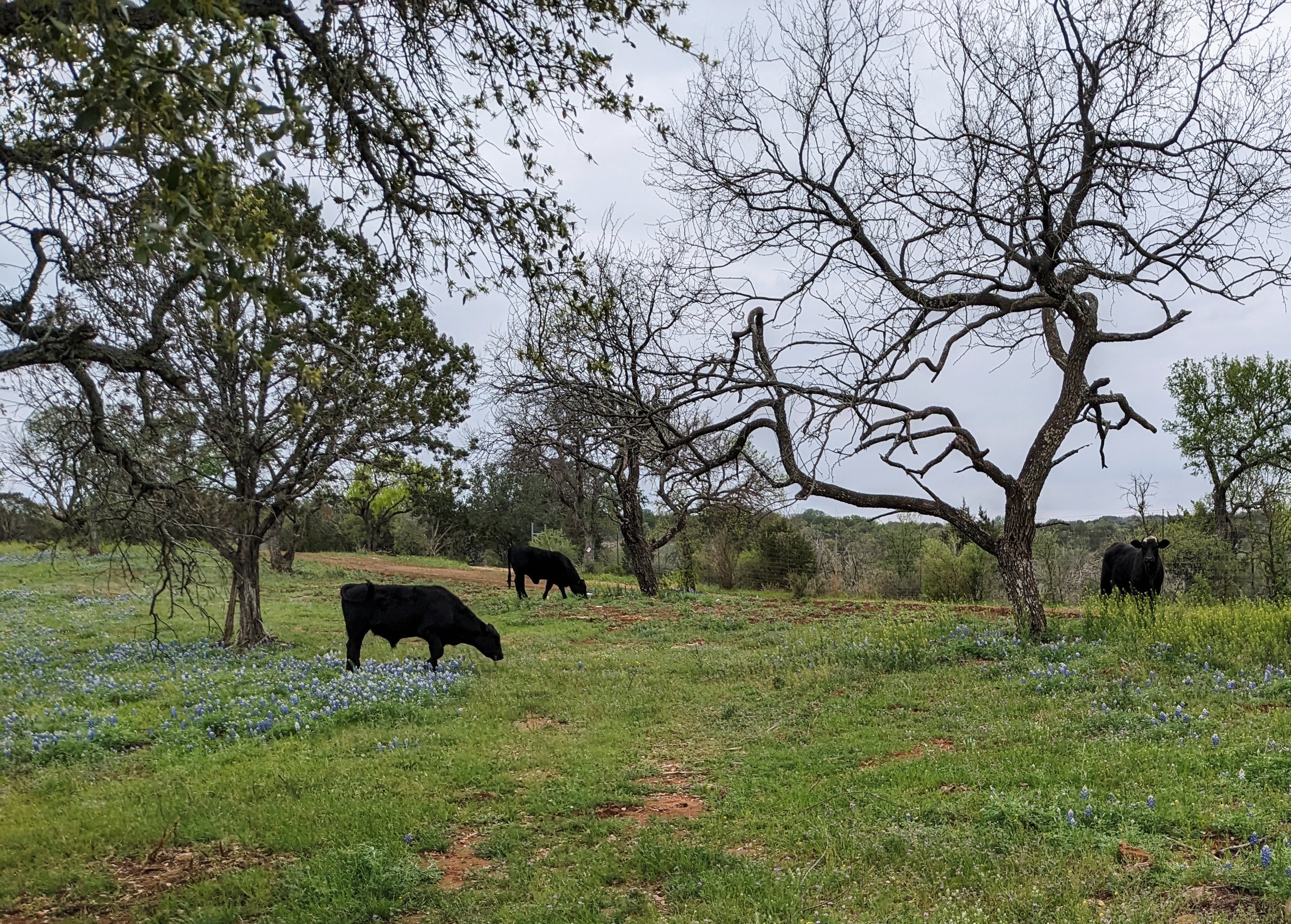 Three black cows in a field with trees and bluebonnets 