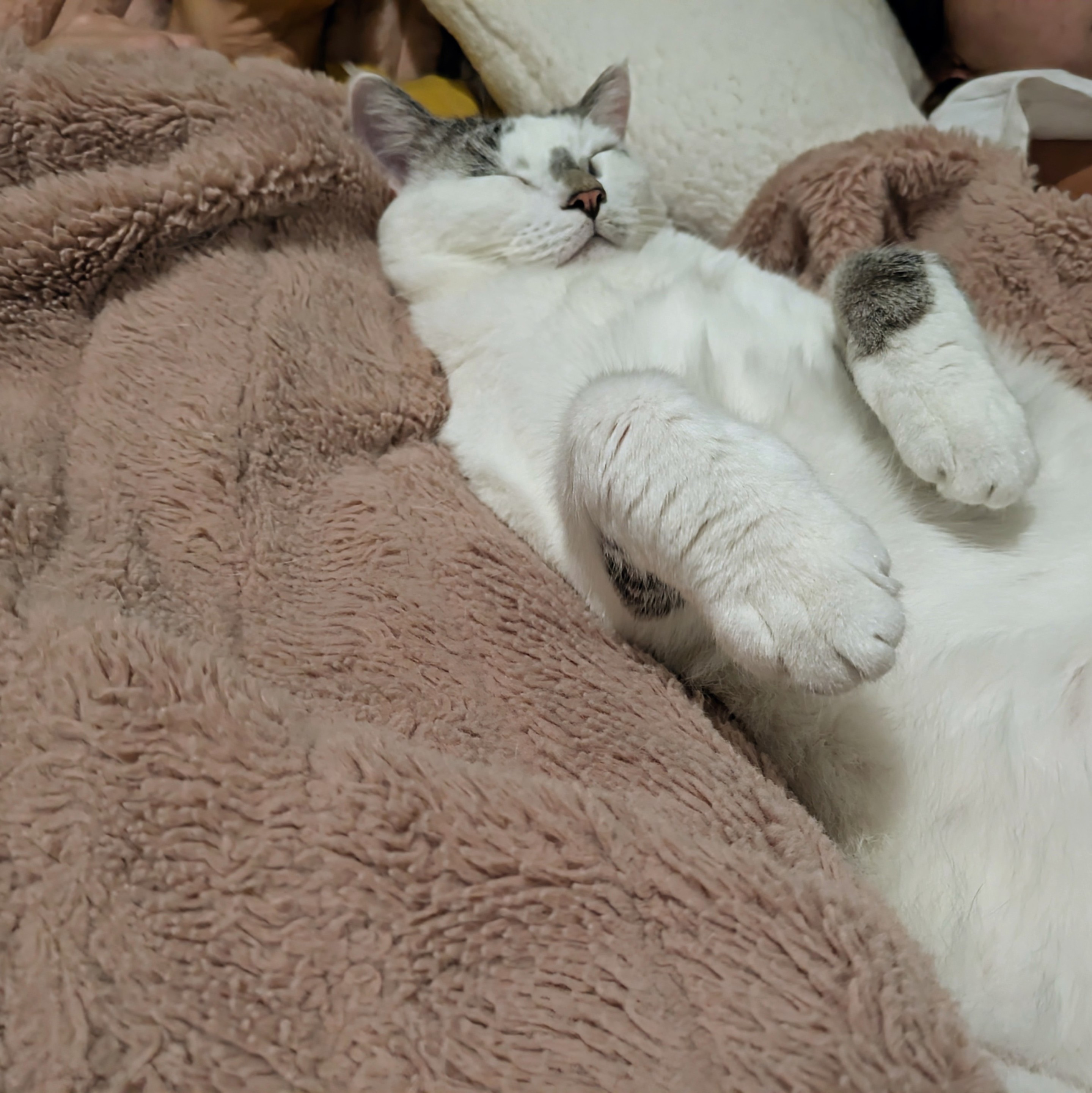 A white cat laying in it's back with paws up in the air, eyes closed, looking very content