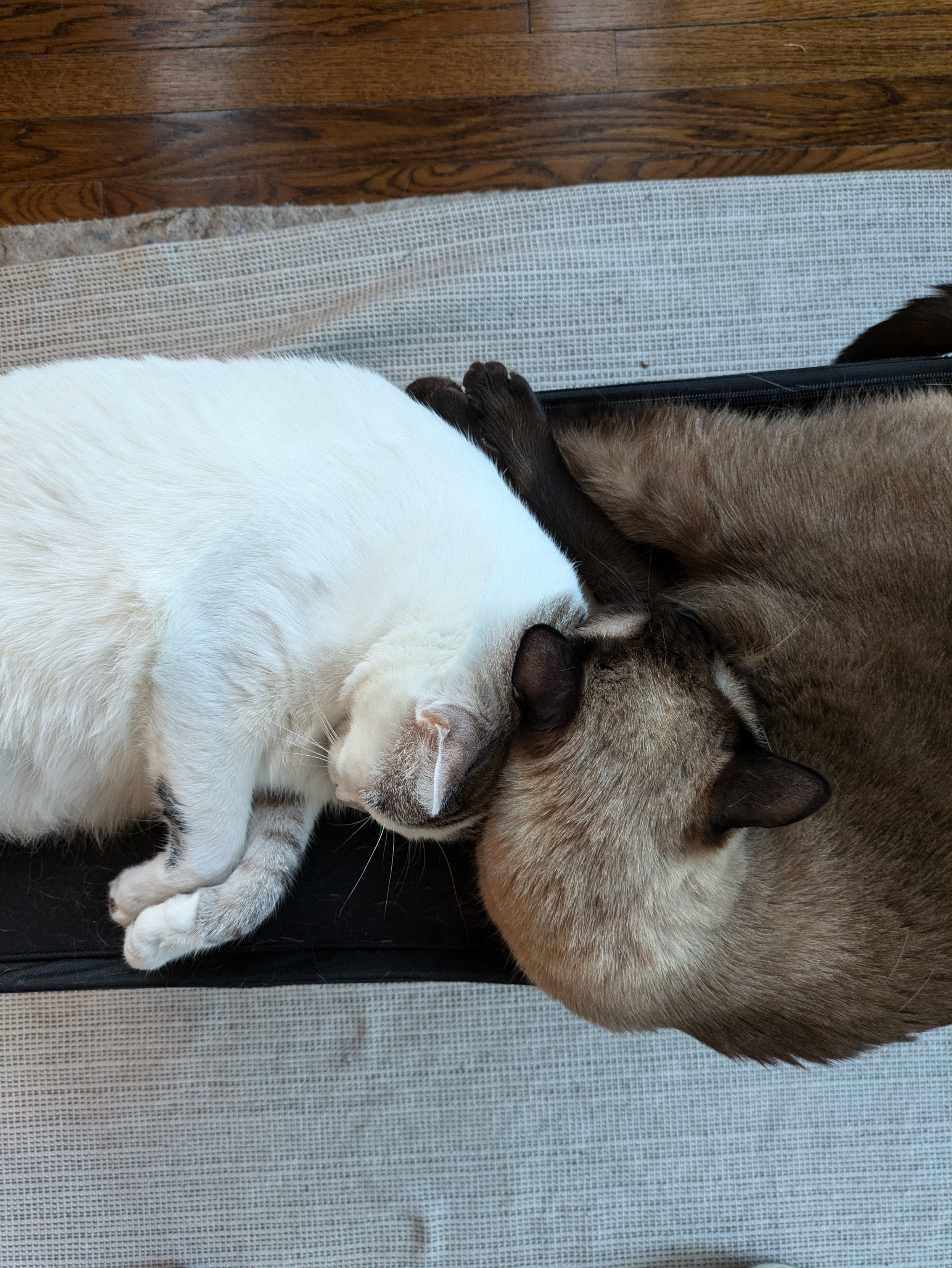 Two cats lying closely together, almost mirroring each other. One cat has white fur with some light gray or beige markings, while the other has dark brown or seal-point Siamese-style fur. They are resting their heads together, forming a peaceful and cozy scene.