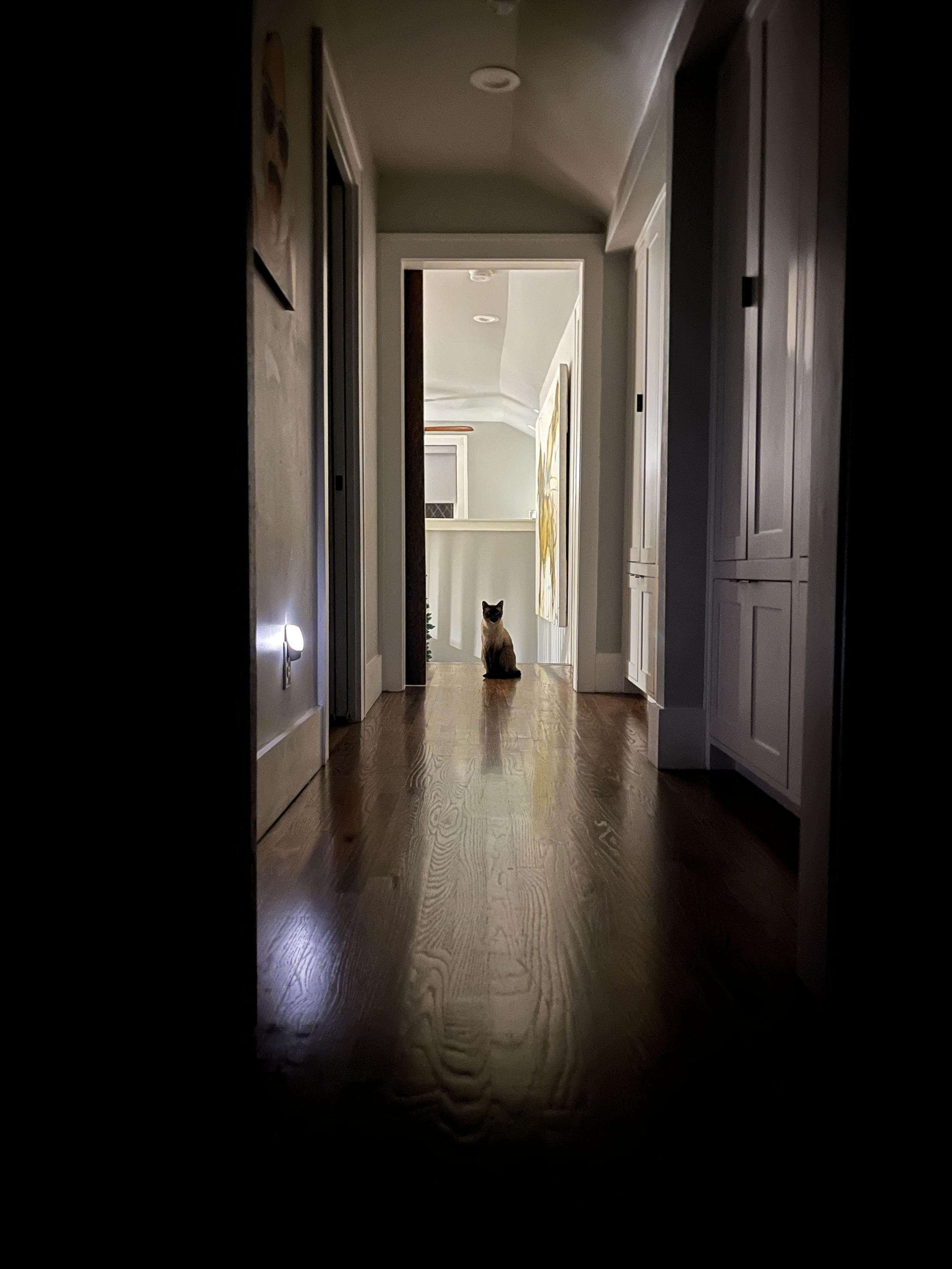 A Siamese cat sitting at the end of a hallway, framed by the doorway at the opposite end of the hall