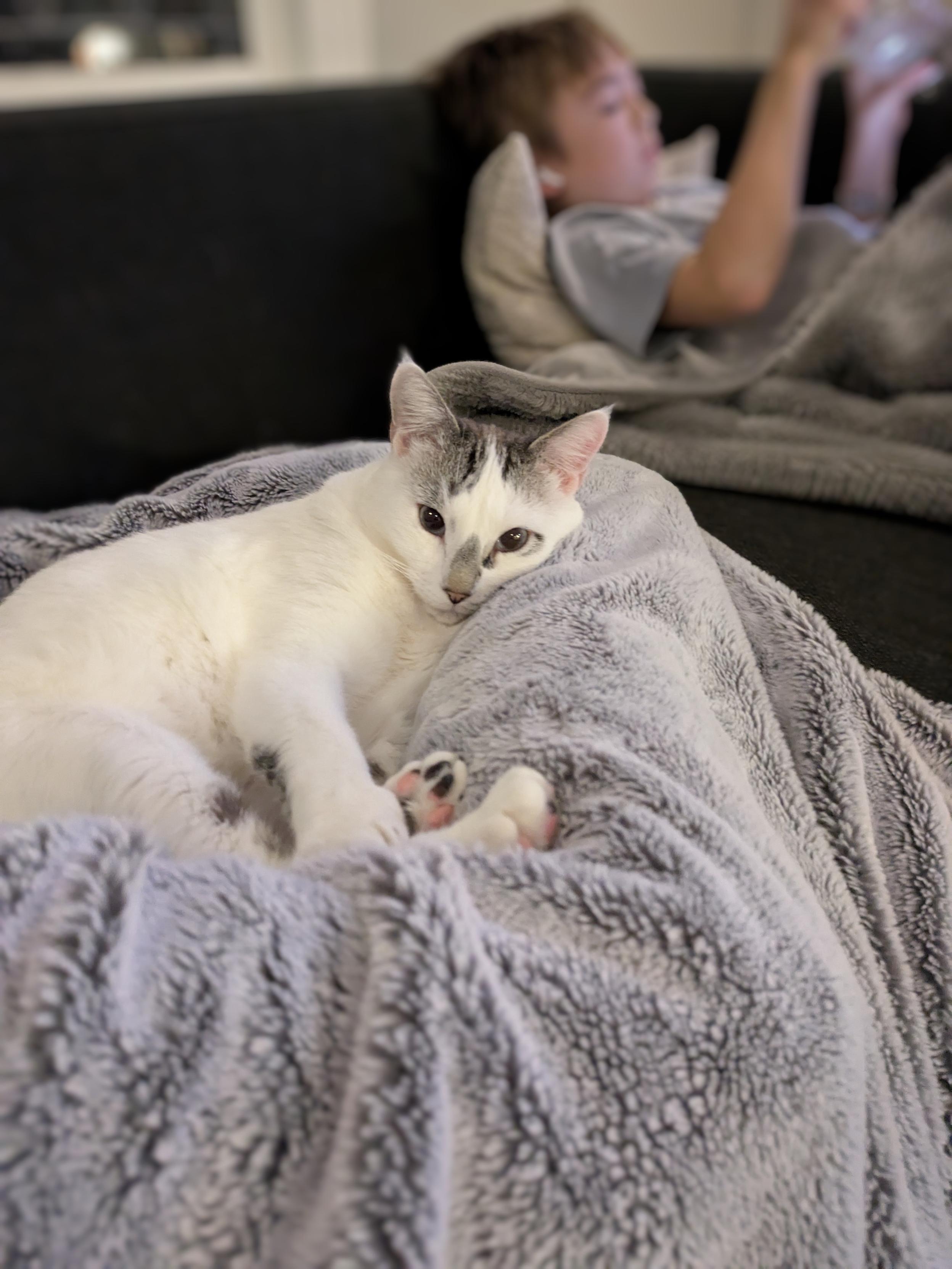 A white and gray cat is lounging on a soft, gray blanket that is draped over bent legs, with its head resting comfortably on a leg and paws stretched out.