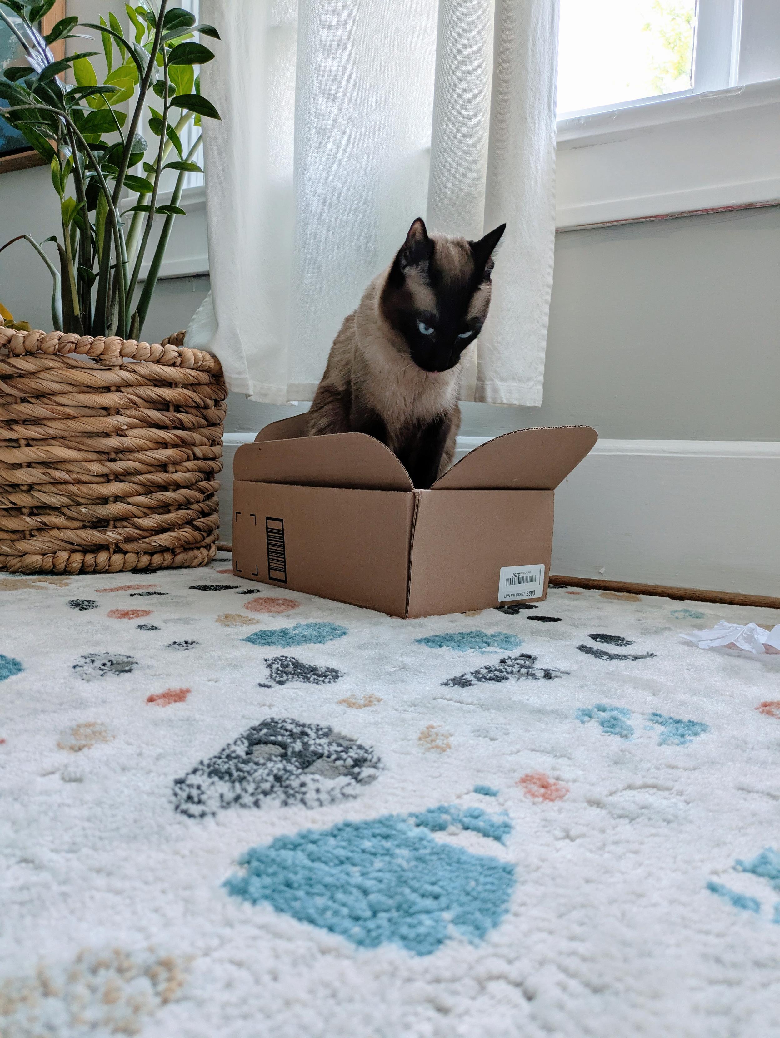 A Siamese cat in a box, giving Batman 