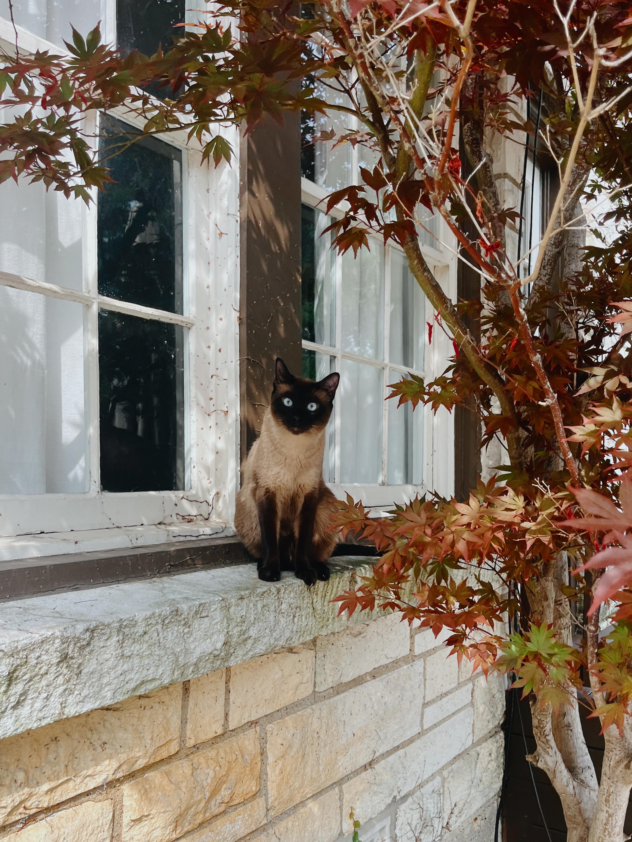 a Siamese cat sitting calmly on the stone windowsill of a house. The cat has a sleek cream-colored body with dark brown points on its ears, face, paws, and tail, and striking blue eyes that are looking directly at the camera.
The windowsill is part of a light-colored stone wall, and the window behind the cat has white-framed panes and white curtains inside. A tree with red and green maple-like leaves partially frames the scene, adding a natural and colorful contrast to the stone and wood of the house. The overall atmosphere is serene and slightly whimsical, with the cat appearing alert and elegant amidst the foliage.