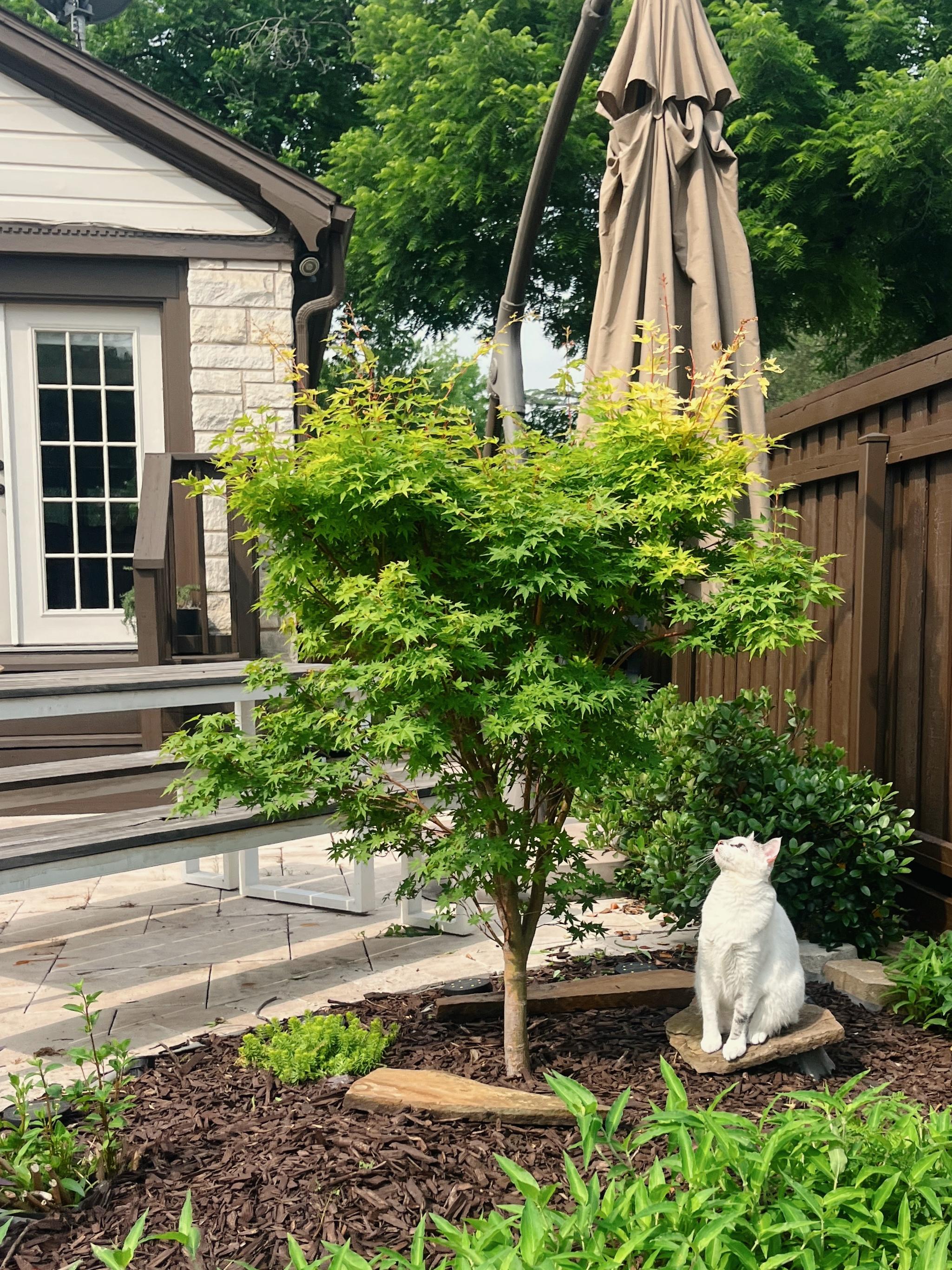 This image shows a tranquil backyard garden scene featuring a white cat sitting on a flat stone under a small maple tree. The cat is looking upward, seemingly fixated on something in the branches above—possibly a bird or insect.

The tree is vibrant with fresh green and yellow-tipped leaves, surrounded by neatly arranged mulch and other small plants. In the background, there’s a wooden privacy fence, an outdoor patio area with paving stones, and a large, closed patio umbrella. A building with light-colored stone siding and a door with glass panes is visible on the left side, adding to the cozy and well-maintained atmosphere of the space.