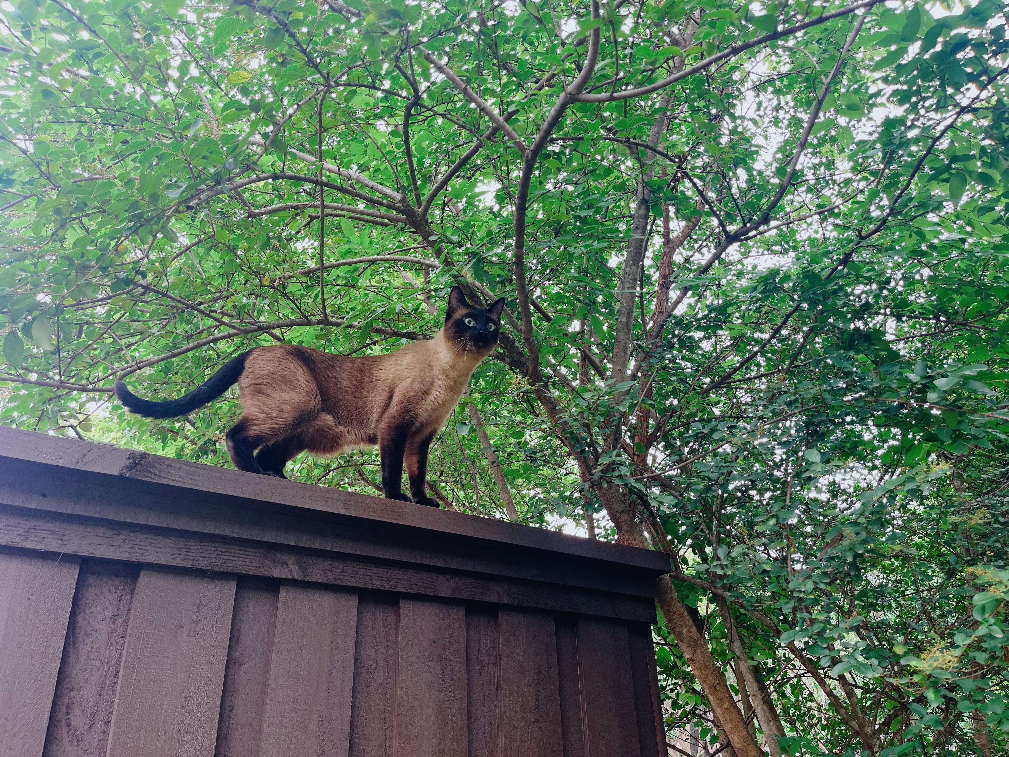 A Siamese cat standing on the top of a dark wood fence, photo taken from below, he's UP THERE