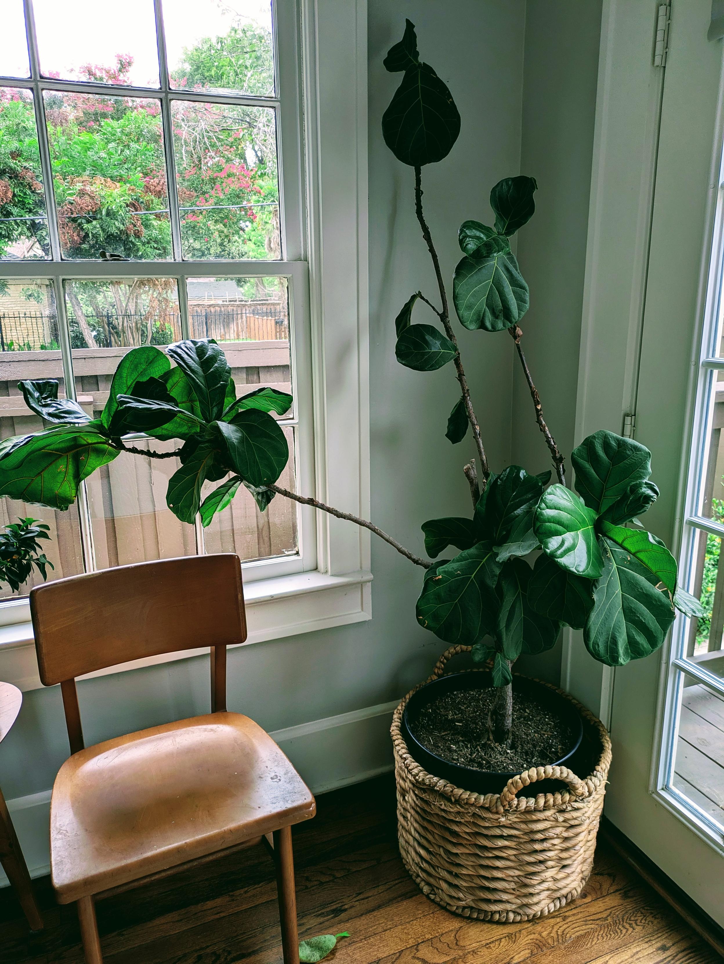 A tall fiddle-leaf fig plant stands in a woven basket near a bright window, its large glossy leaves stretching out on long, sparse branches. The plant leans slightly toward the light, showing its tendency to grow in the direction of the sun. Nearby, a simple wooden chair adds warmth to the cozy corner by the window and glass door.