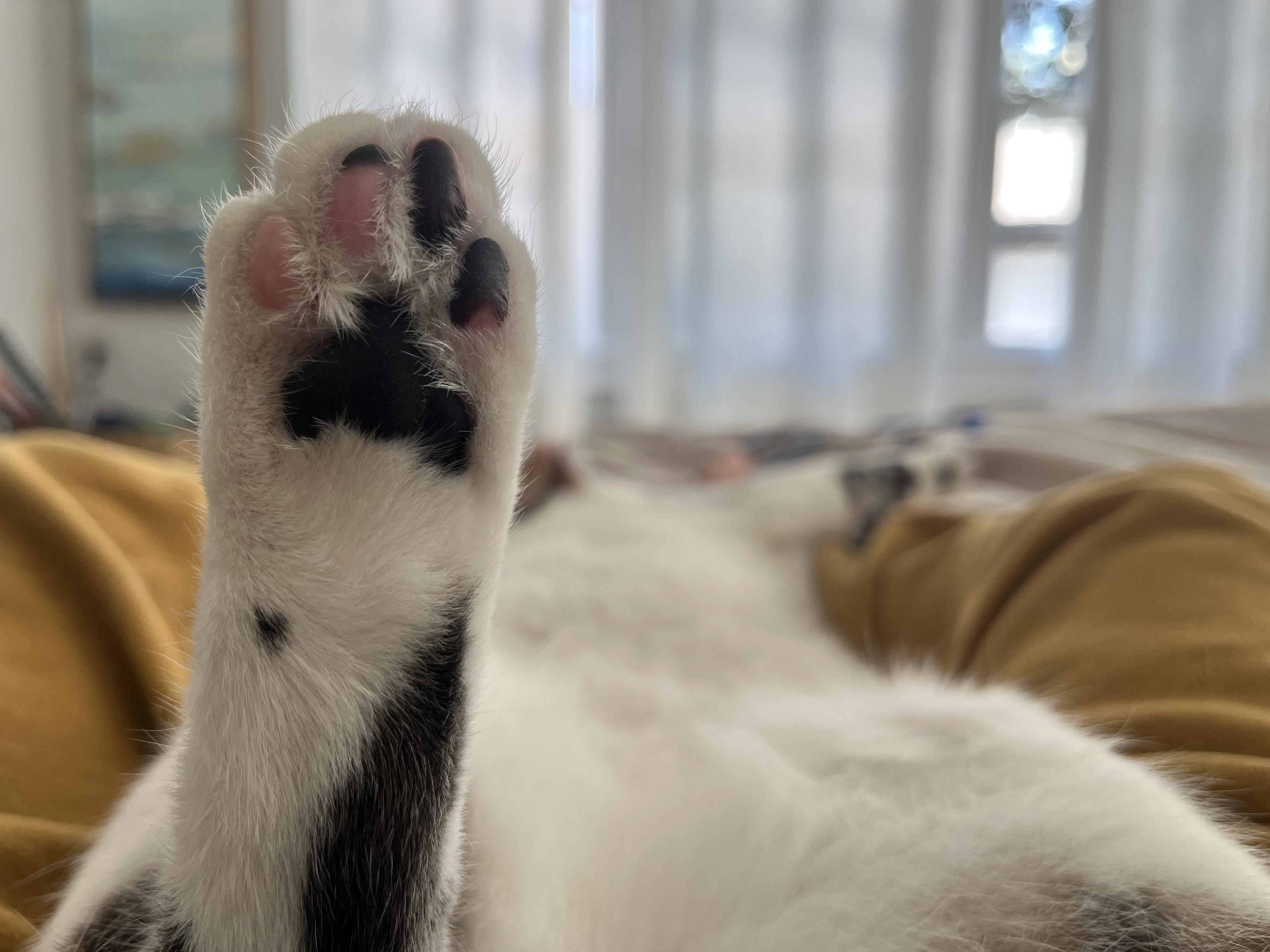 Bottom of a white cat paw with black spots. White cat sprawled out in background blur