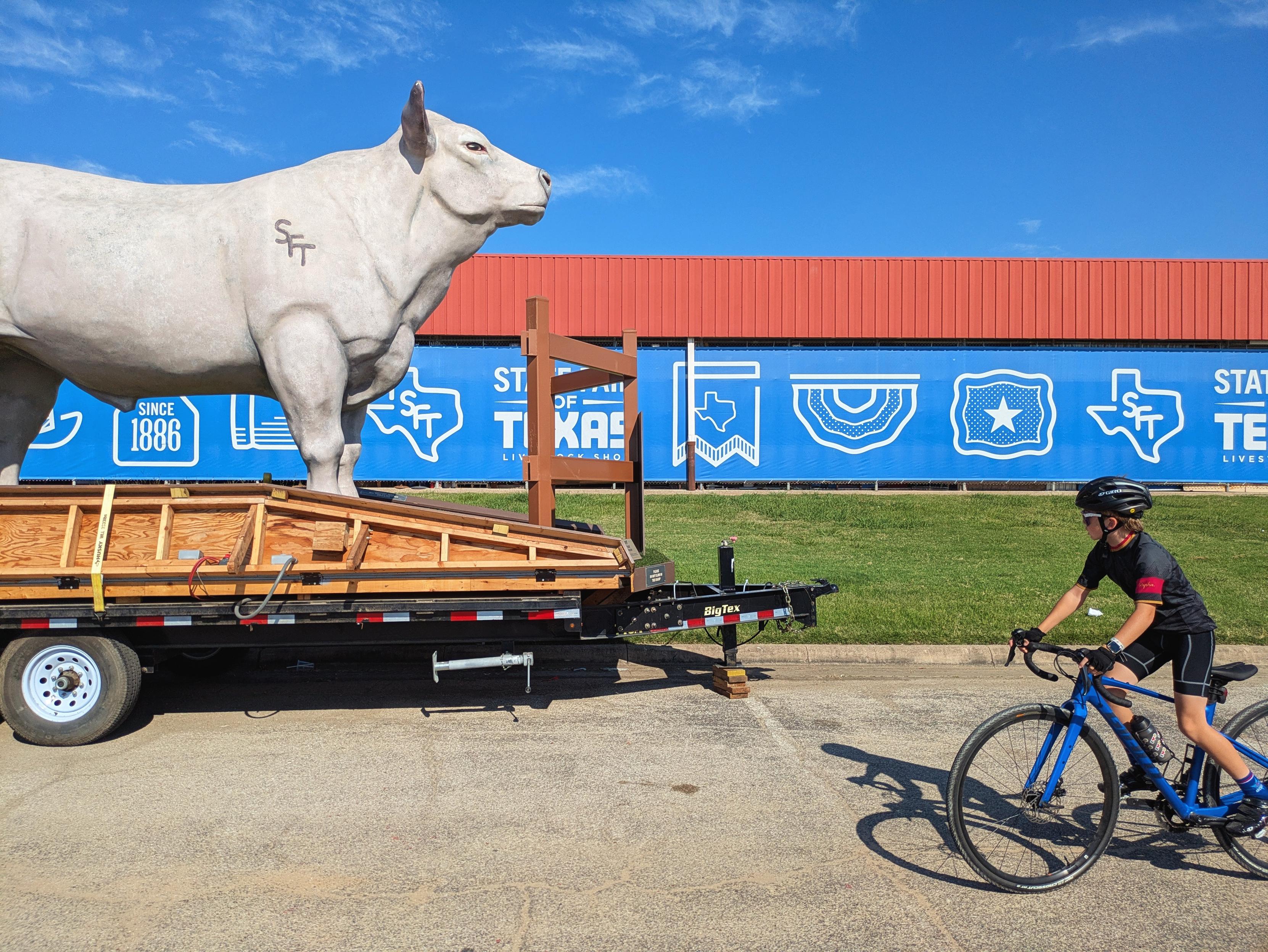 A child on a blue road bike rides past a giant white cow statue on a trailer outside the State Fair of Texas.