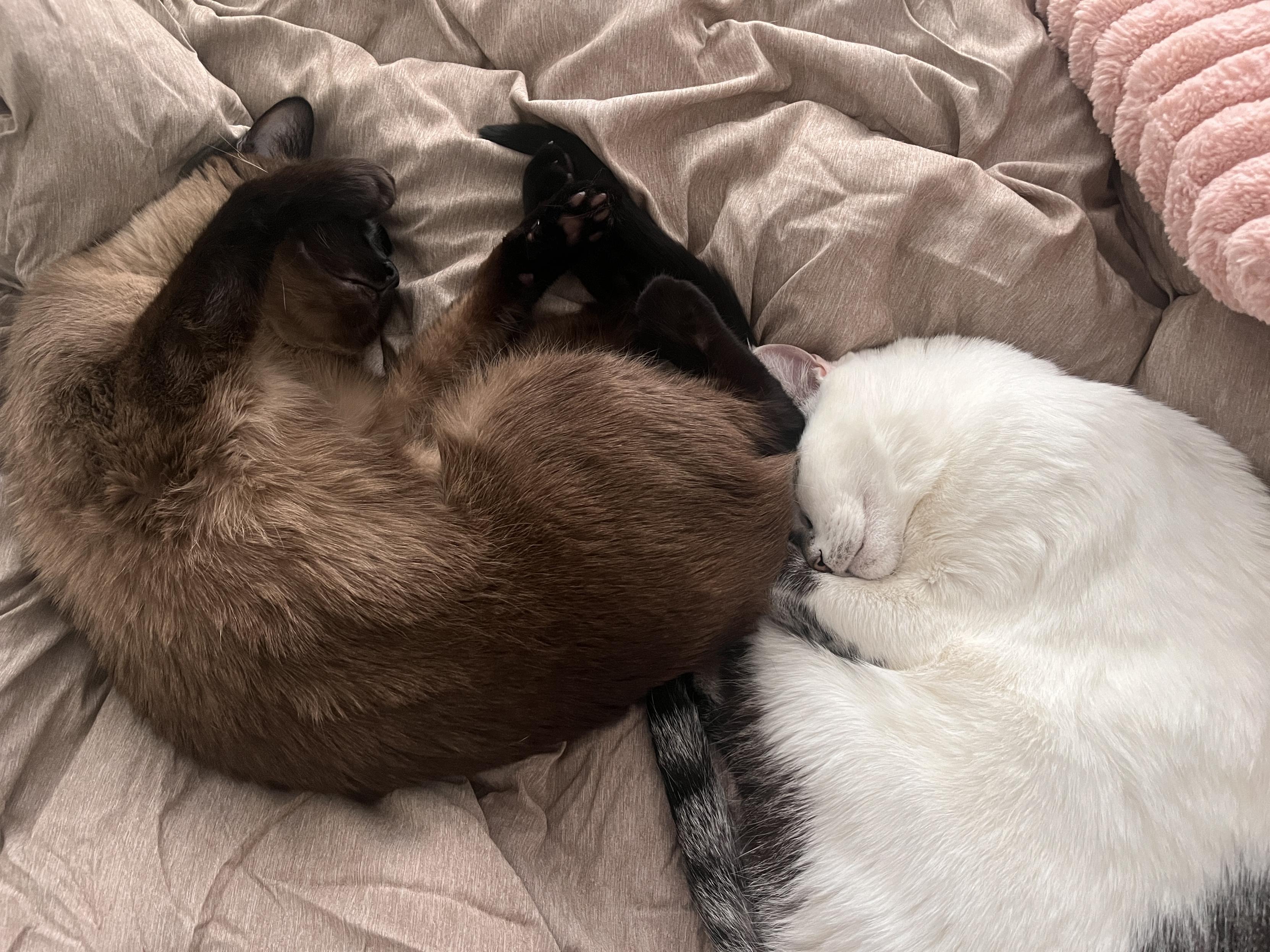 Two cats sleeping curled together on a rumpled beige bedspread—one siamese cat and one white lynx point Siamese—touching noses and paws, with a pink pillow at the edge of the frame.