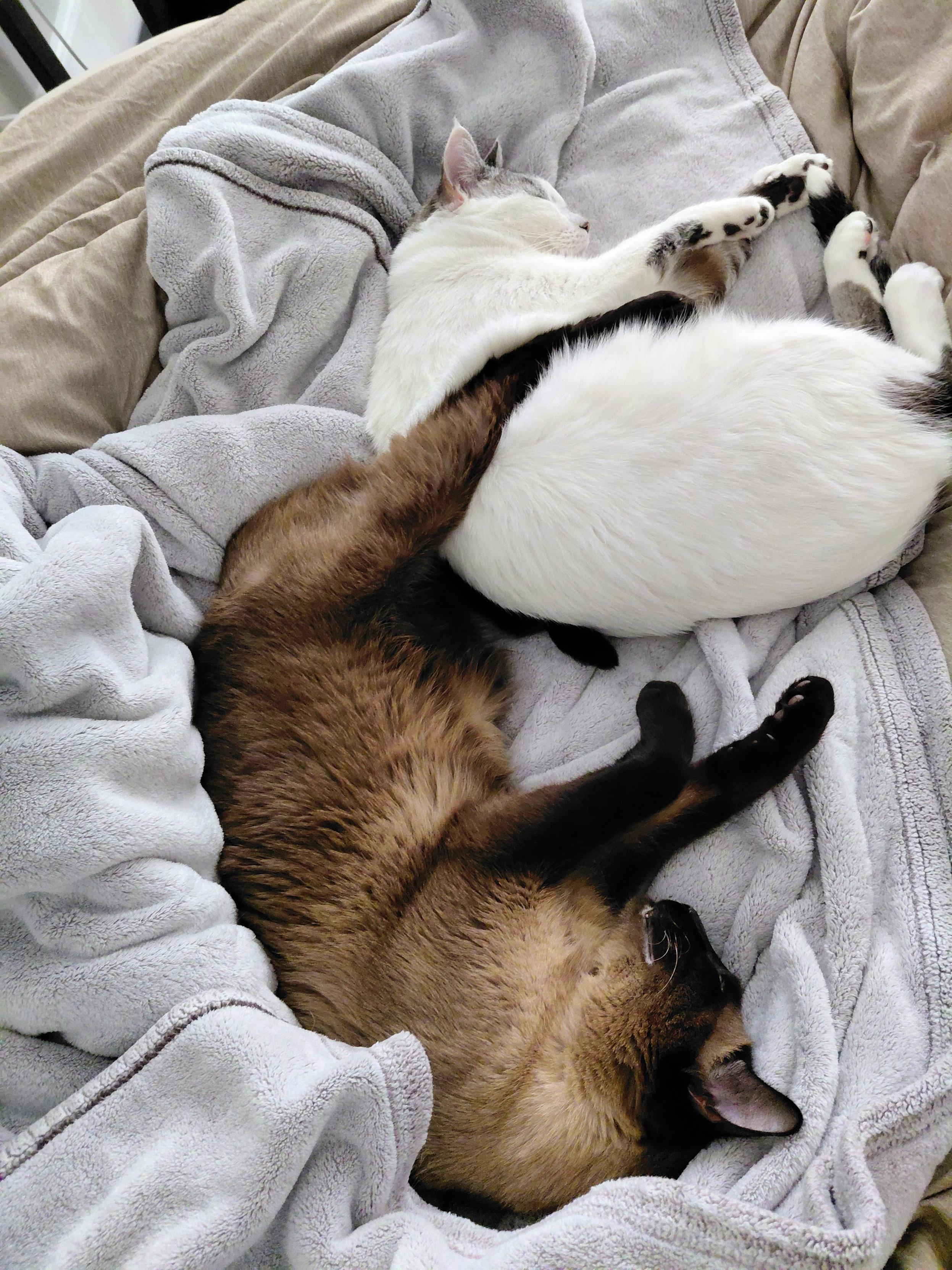 Two cats sleeping on a crumpled grey blanket. They are facing in opposite directions and the Siamese has one rear leg draped over a white lynx point siamese