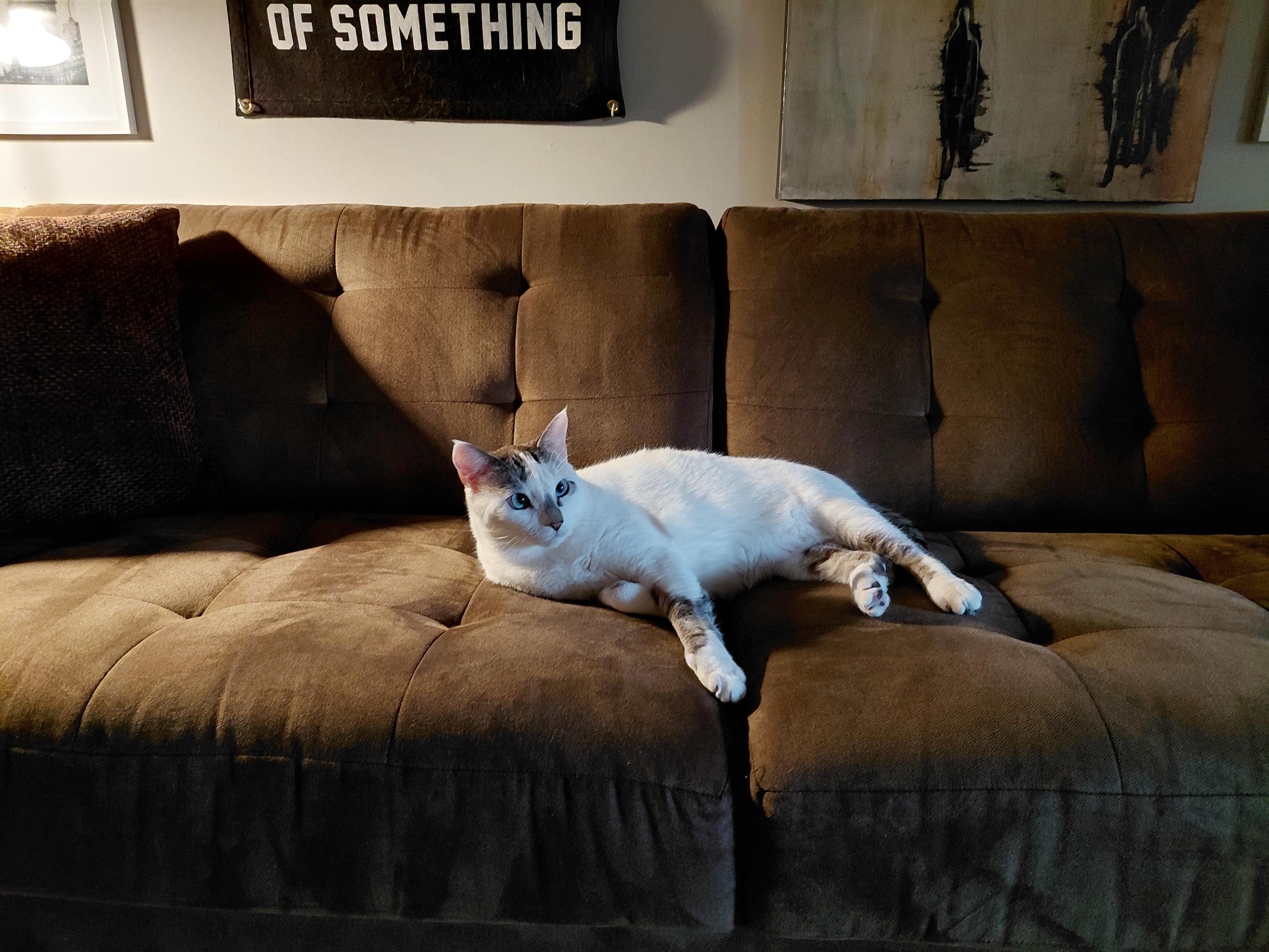 A white cat lounging on a brown couch