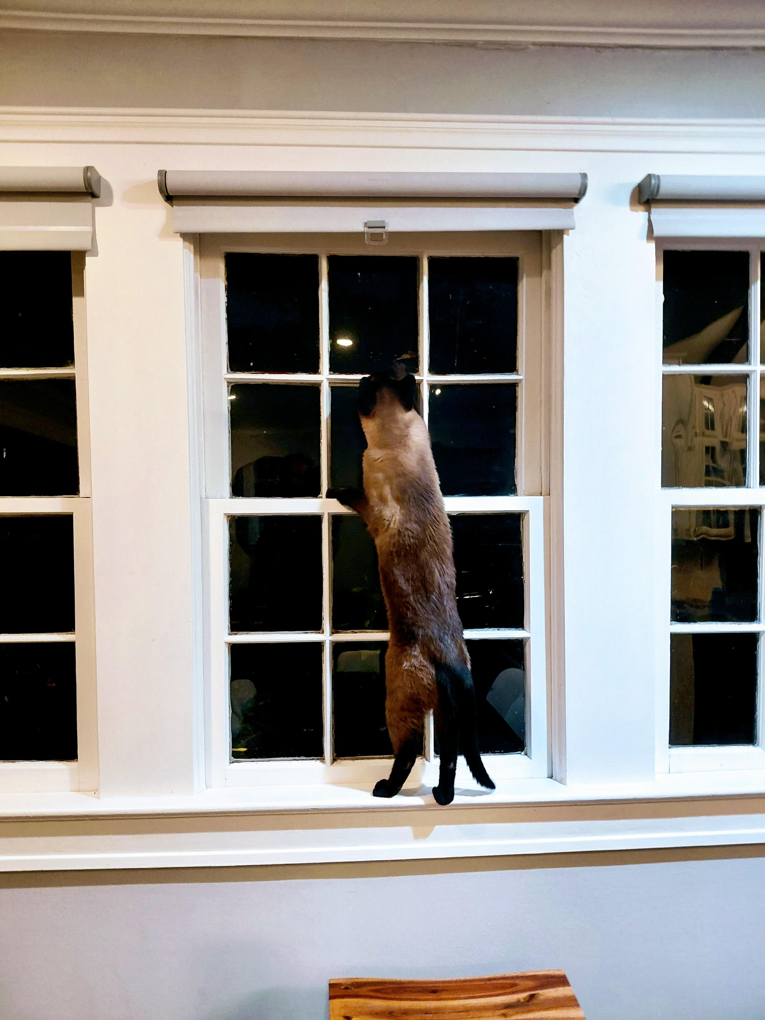 A Siamese cat stretched on hind legs on a window sill